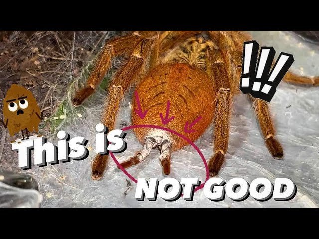 OH NO! My tarantula CAN’T POOP !!