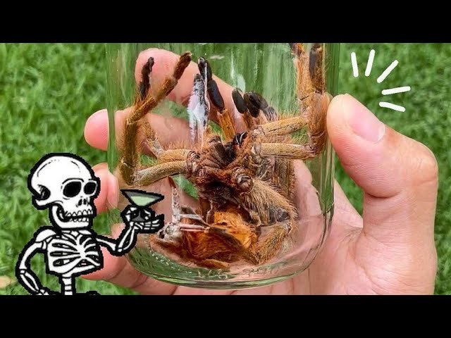 Preserving Ms. Lord Have Mercy #2