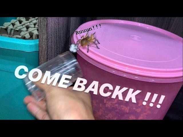 Remember that TARANTULA that DROWNED herself? Well …