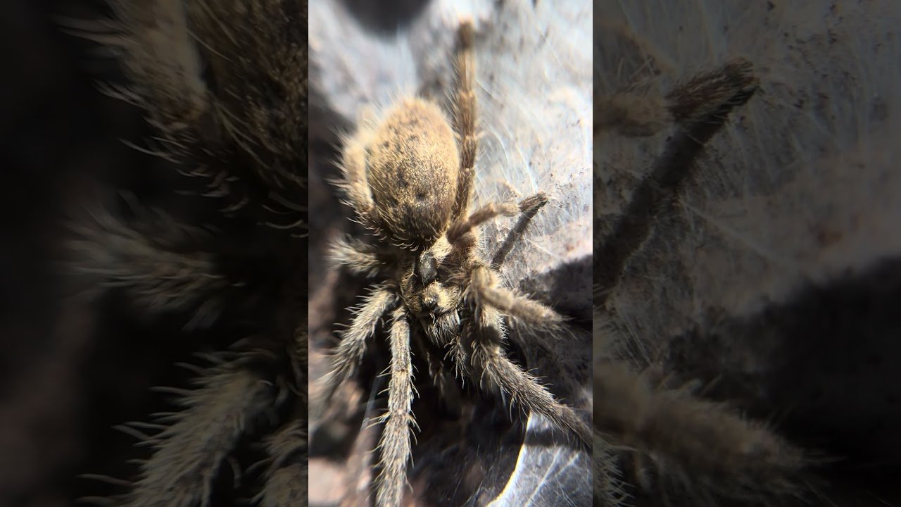 The GREAT Horned Baboon Spider - Ceratogyrus brachycephalus Rehouse!