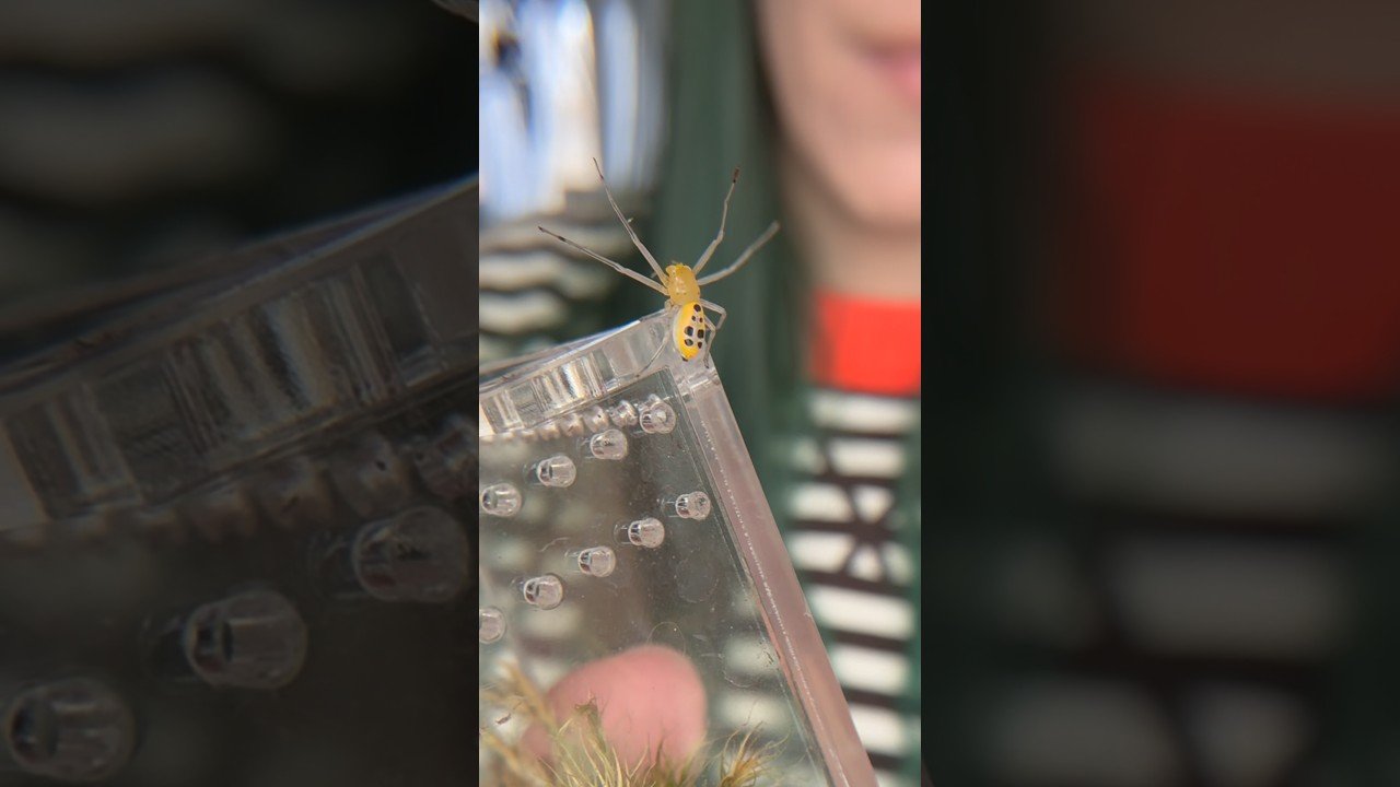 The rare & beautiful PIKACHU CRAB SPIDER!