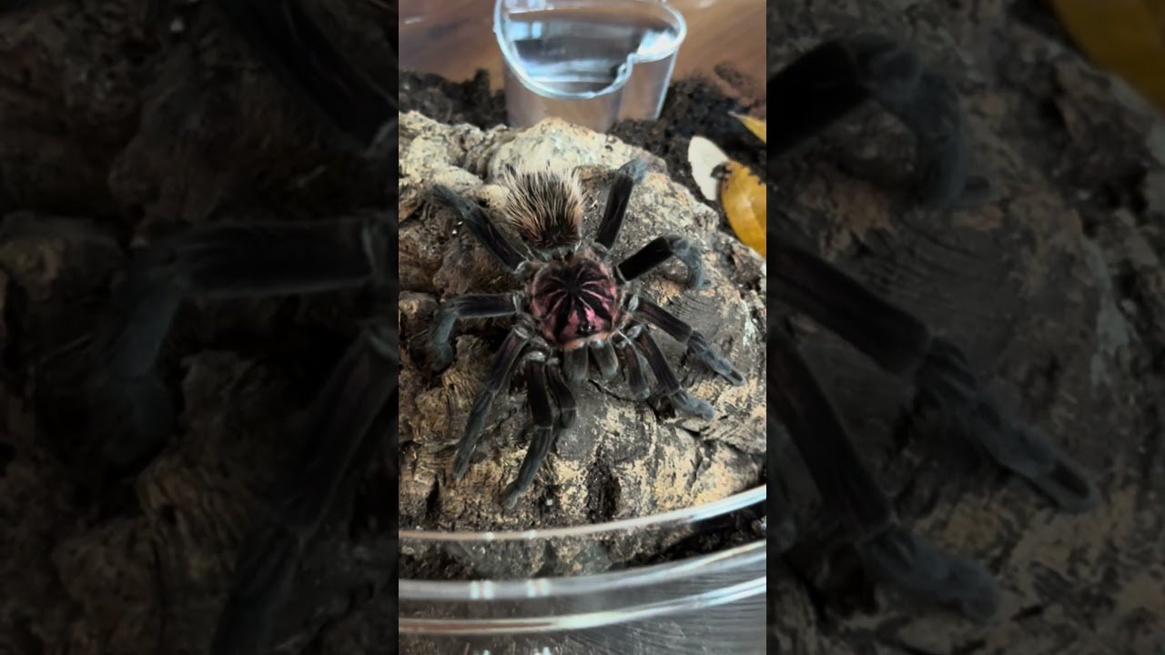 a veryyyy TALL SPIDER - my x immanis