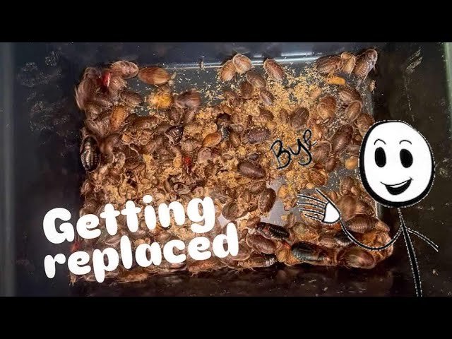 BIG losbter COCKROACH bin !!! ~ Will they EXPLODE in here?! HOPEFULLY!