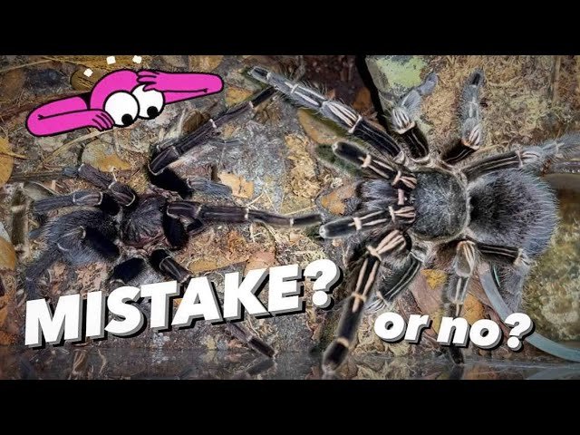 DID I ALMOST HYBRID-CROSS-BREED TARANTULAS UNINTENTIONALLY ??!