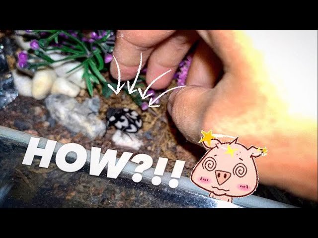 HOW DID THIS ENTER MY TARANTULA’s ENCLOSURE while I was on vacation ?!!