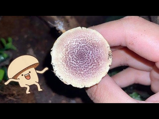 Look what I found in my Tarantula's enclosure AND THE MESS IT MADE !!!