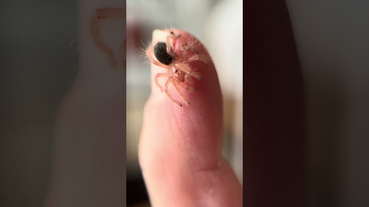 Making the TINIEST (Yet Functional) Tarantula Enclosure Ever!