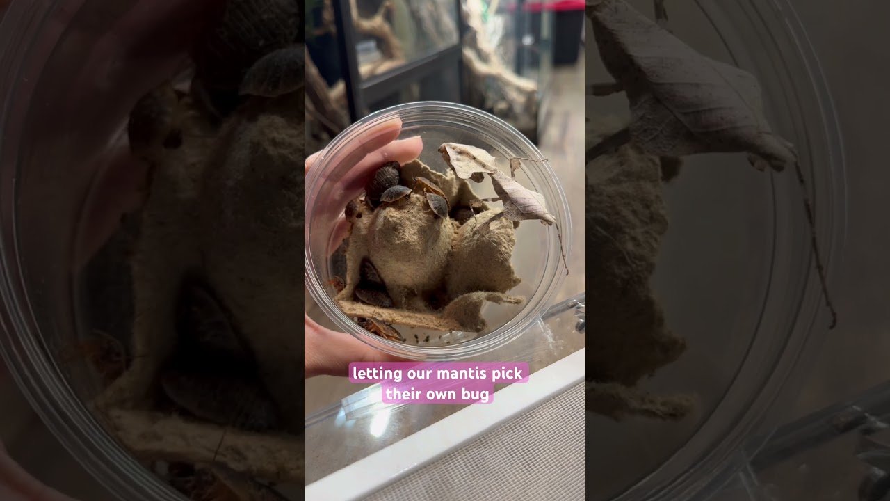 Mantis HUNTING their own BUG! 🪳