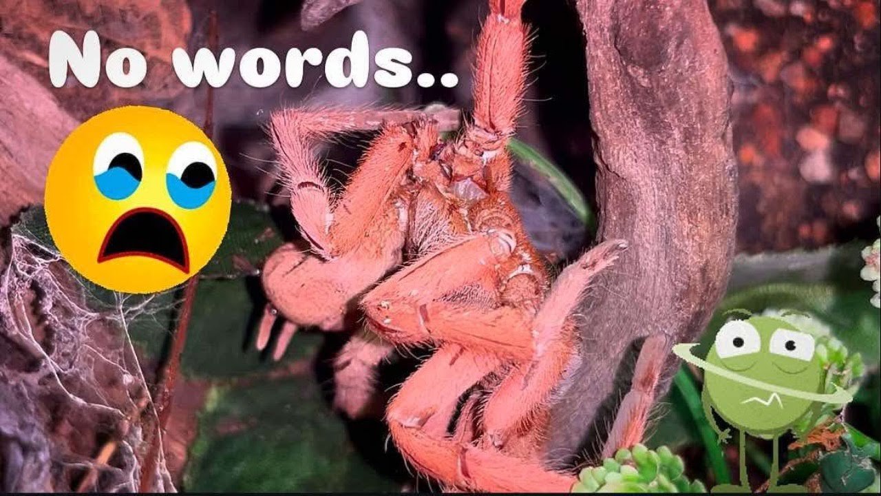 My OLD girl Hung....