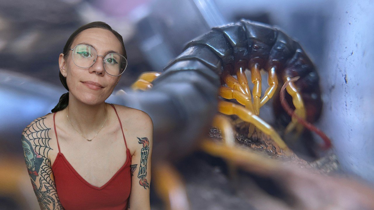 VICIOUS Centipede Feeding, Scorpion STING ACTION & Rose Hair Tarantula ATTACK! - Feeding My Inverts