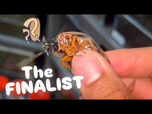 NO MORE FEEDING my Tarantulas THESE GUYS ANYMORE !!!