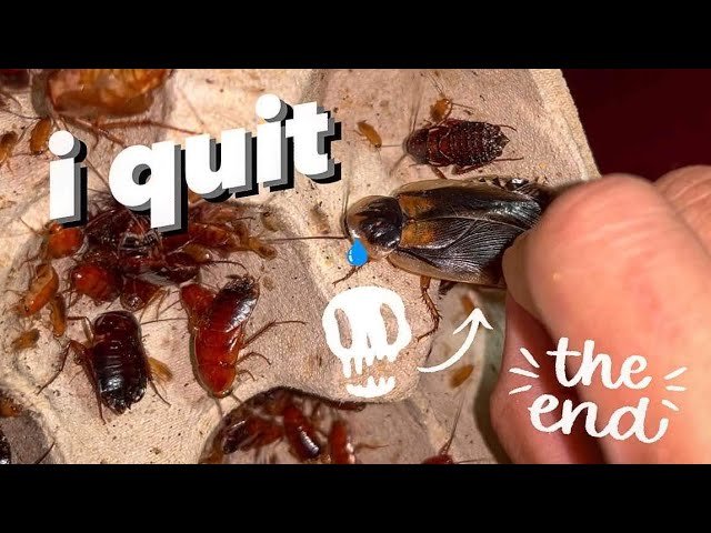 What happens when you INBREED DUBIA COCKROACHES ~ Doomed colony I QUIT !!!