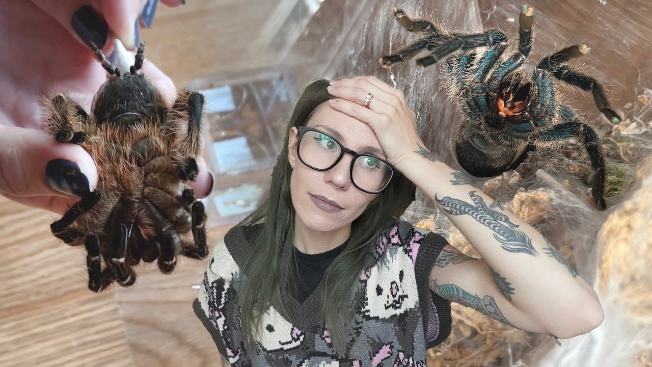 When Tarantula Keeping GOES WRONG!