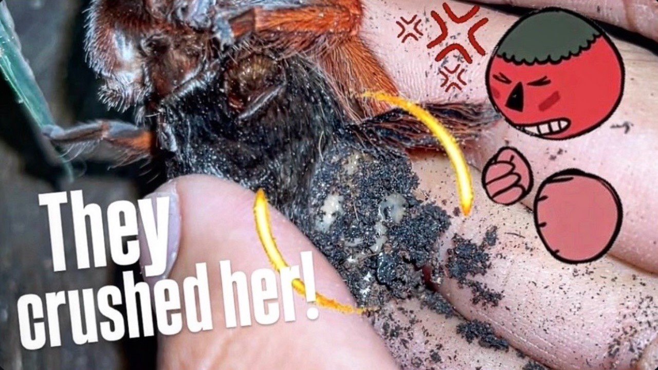 When the Wildlife Department killed my Pet.